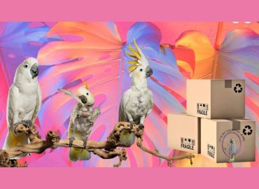 Toys by Cockatoo Jewel