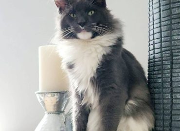 Lecraine Cattery