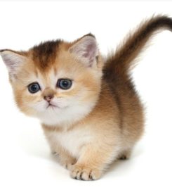 Le Pawtique