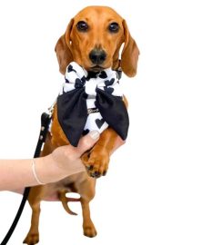 Dear Pet